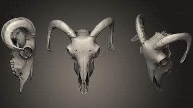 3D model Goat Head Bone (STL)